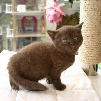 British Shorthair Kittens For Sale | Kittens for sale